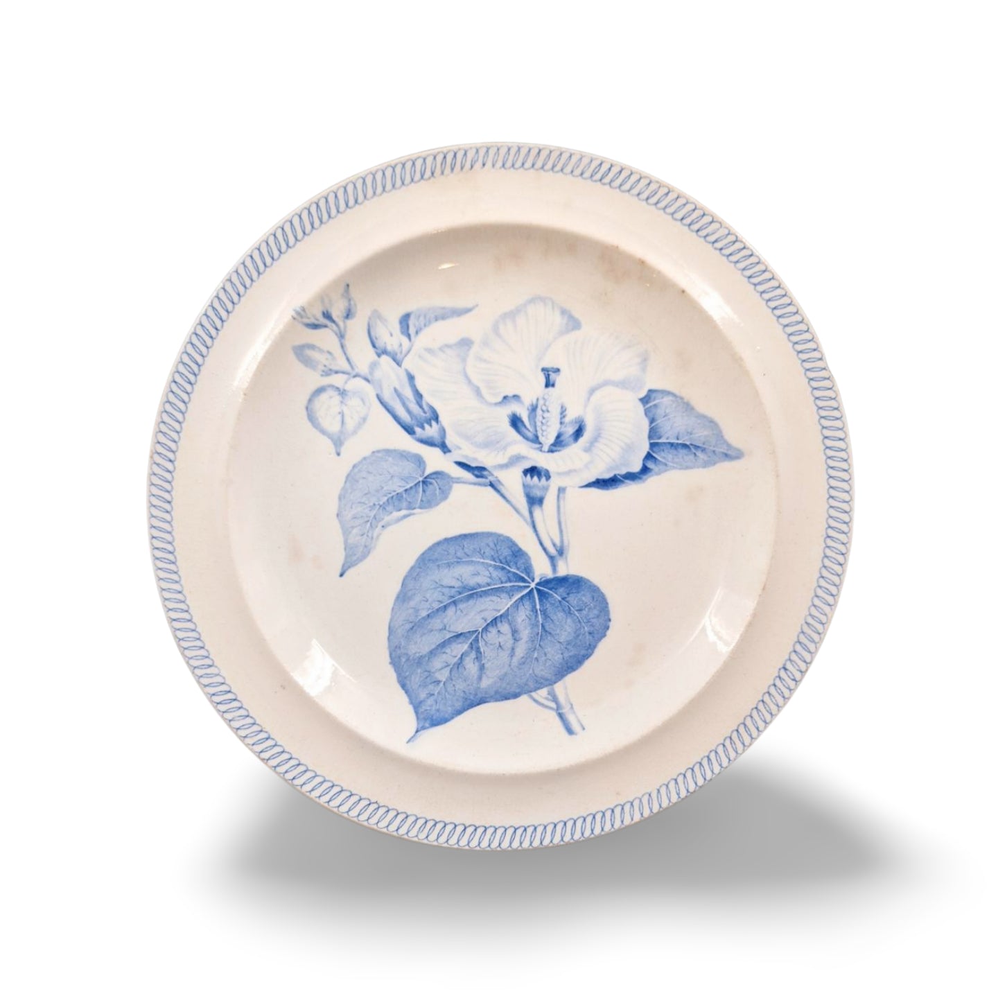 Botanical plate: Hibiscus