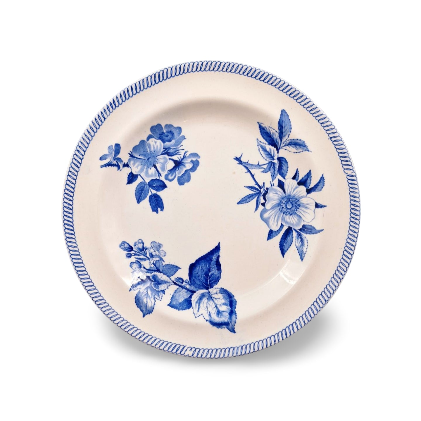 Plate: Botanical specimens