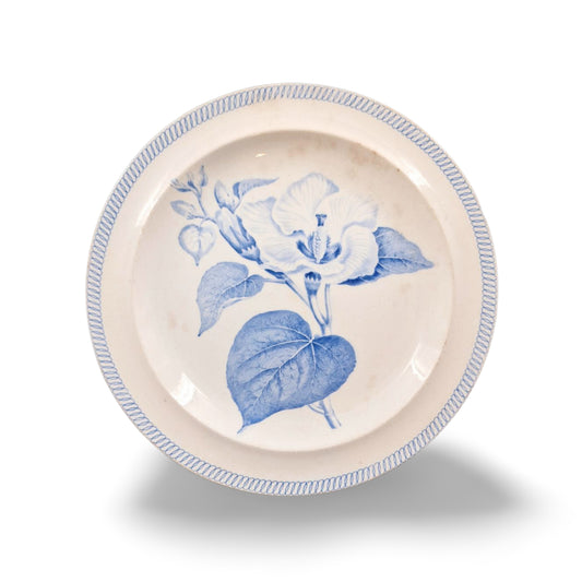 Botanical plate: Hibiscus