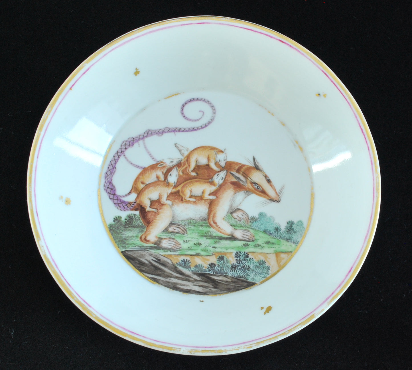 Coffee can & Saucer: Geneta & Merian's Opossum